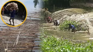 কুড়িগ্রামে অতিবৃষ্টি-বন্যায় ৫৭ কোটি টাকার পাট নষ্ট